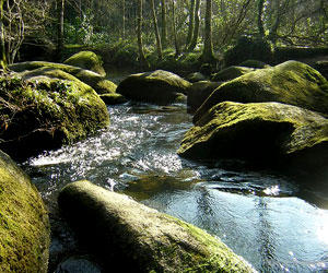 Un cours d'eau de la forêt de Huelgoat